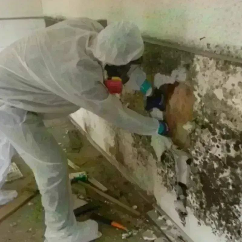 Mold Remediation and Removal in Delhi Hills, OH